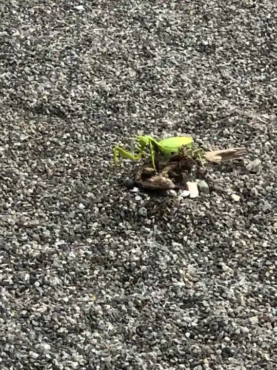 白山神社(福井県)