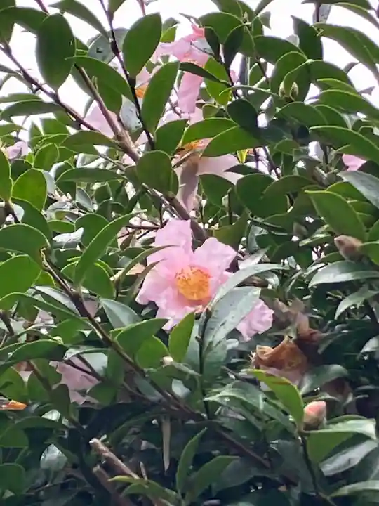 大山祇神社の自然