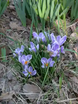 亀田八幡宮の{uncategorized: "未分類", other: "その他", undefined: "問題あり", building: "その他建物", grave: "お墓", sacred_gate: "鳥居", guardian: "狛犬", statue: "像", buddha: "仏像", history: "歴史", nature: "自然", garden: "庭園", animal: "動物", pagoda: "塔", temizu: "手水舎", mountain_gate: "山門・神門", sanctuary: "本殿・本堂", subordinate: "末社・摂社", art: "芸術", scenery: "景色", jizo: "地蔵", ema: "絵馬", goshuin: "御朱印", omikuji: "おみくじ", items: "授与品その他", amulet: "お守り", goshuincho: "御朱印帳", eats: "食事", festival: "お祭り", votive_dance: "神楽", shichigosan: "七五三参", wedding: "結婚式", experience: "体験その他", initially: "初詣", around: "周辺", anti_infection: "感染症対策"}