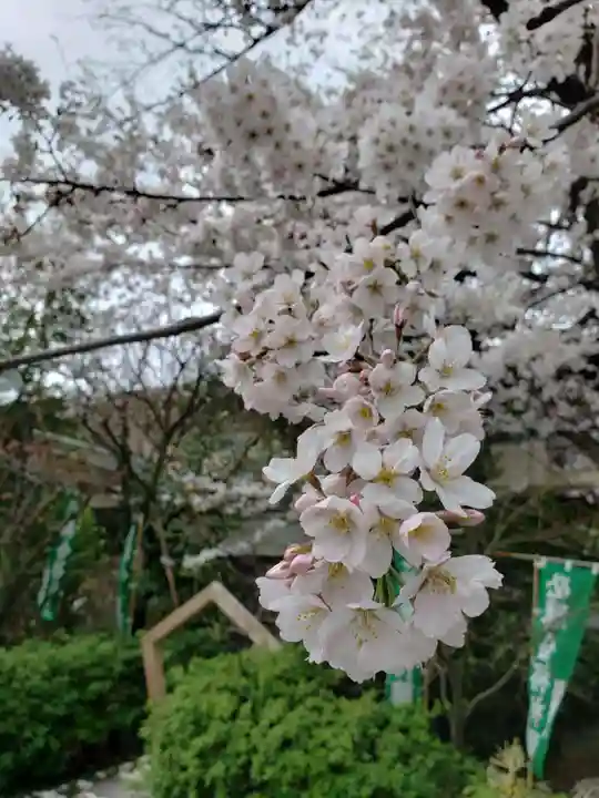 阿佐ヶ谷神明宮の自然