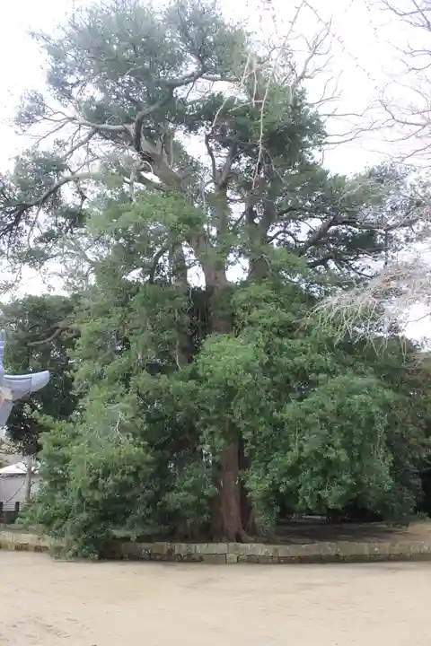 海上八幡宮の自然