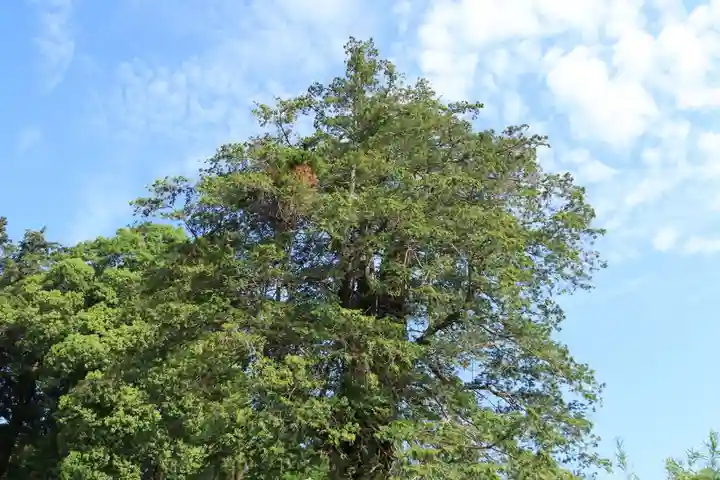 豊景神社の自然