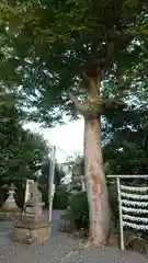 立川熊野神社の自然