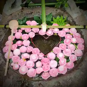 境内の花手水を更新致しました。今回は乙女椿です。先日の雨で花がだいぶ傷んでしまったので、椿は今回で最後かもしれません。
椿と入れ替わるように、神苑では躑躅が花をつけ始めています。