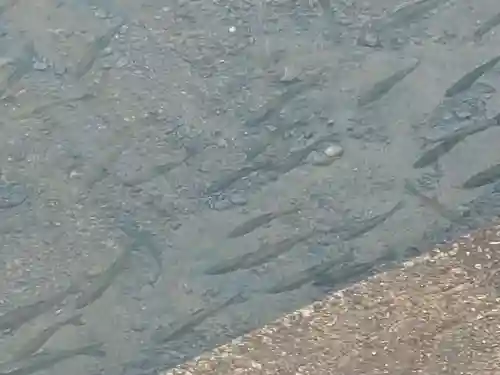 浮木神社の動物