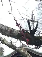 くろ谷 金戒光明寺の自然