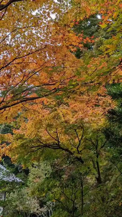 安楽寺(京都府)