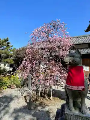 源九郎稲荷神社の狛犬