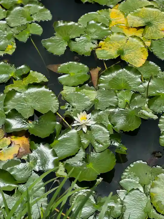 大原野神社(京都府)