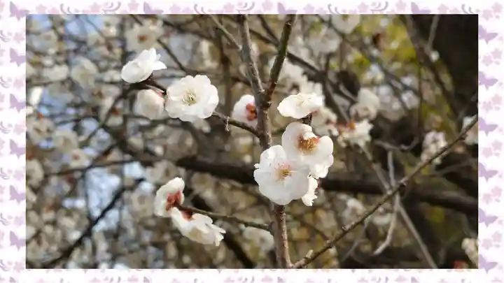 下野 星宮神社(栃木県)