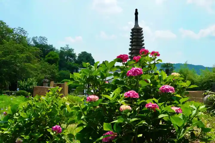 般若寺 ❁コスモス寺❁(奈良県)