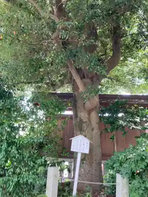 三嶋大社(静岡県)