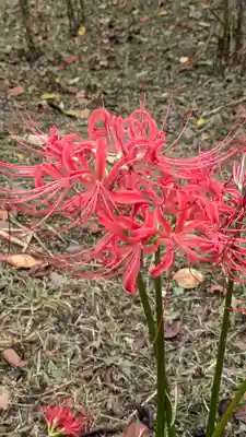 平野神社(京都府)