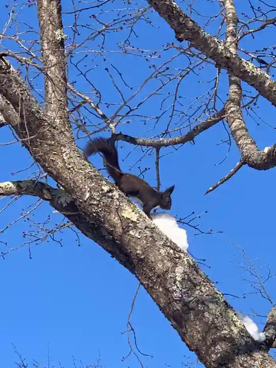 留辺蘂神社の動物
