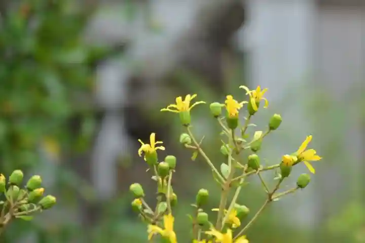 白山媛神社(新潟県)