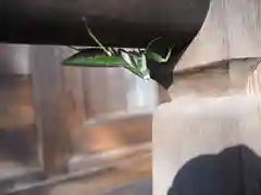 稲荷神社の動物