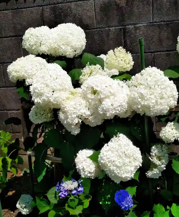 日吉八王子神社の自然