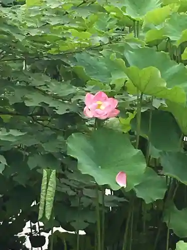 花園稲荷神社の自然