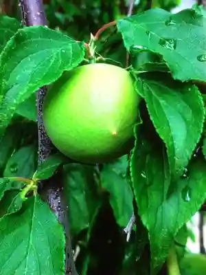 瑞円寺(東京都)