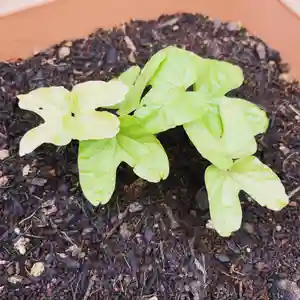 豊景神社の庭園(2020年05月26日(火) 07時00分27秒投稿)