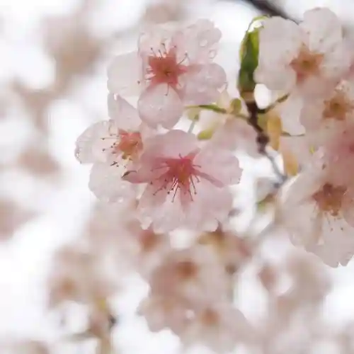 天王山 安楽寺(福井県)