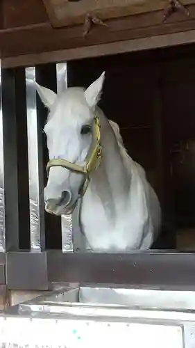 多度大社の動物