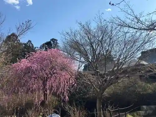 本土寺(千葉県)