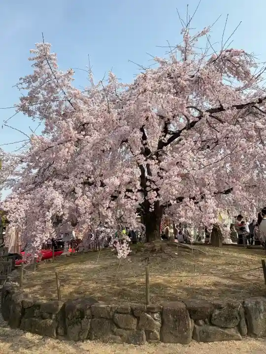 観音神社の{uncategorized: "未分類", other: "その他", undefined: "問題あり", building: "その他建物", grave: "お墓", sacred_gate: "鳥居", guardian: "狛犬", statue: "像", buddha: "仏像", history: "歴史", nature: "自然", garden: "庭園", animal: "動物", pagoda: "塔", temizu: "手水舎", mountain_gate: "山門・神門", sanctuary: "本殿・本堂", subordinate: "末社・摂社", art: "芸術", scenery: "景色", jizo: "地蔵", ema: "絵馬", goshuin: "御朱印", omikuji: "おみくじ", items: "授与品その他", amulet: "お守り", goshuincho: "御朱印帳", eats: "食事", festival: "お祭り", votive_dance: "神楽", shichigosan: "七五三参", wedding: "結婚式", experience: "体験その他", initially: "初詣", around: "周辺", anti_infection: "感染症対策"}