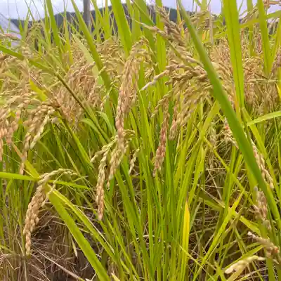 高司神社〜むすびの神の鎮まる社〜の周辺