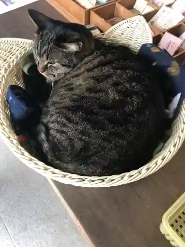 前玉神社の動物