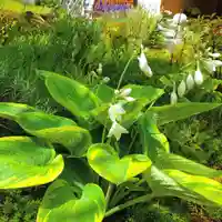 寿量山 速成寺の自然