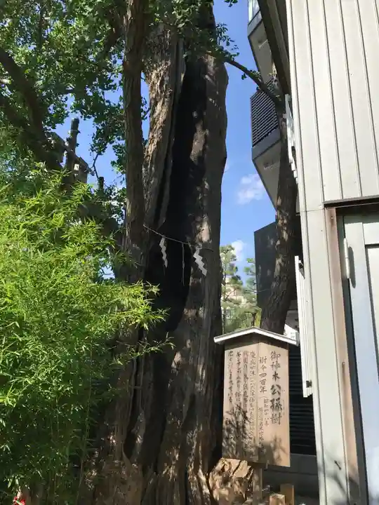 東神奈川熊野神社の自然
