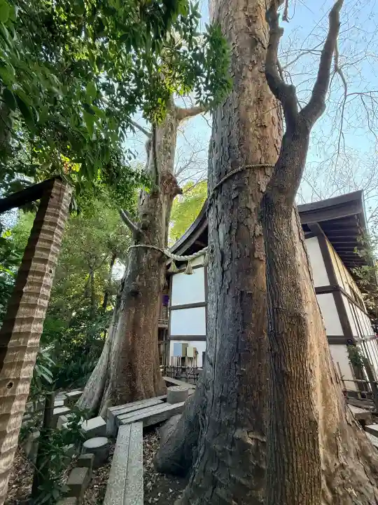川越氷川神社(埼玉県)