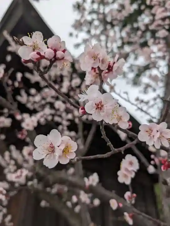 鳥谷崎神社(岩手県)