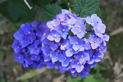 梅宮大社(京都府)