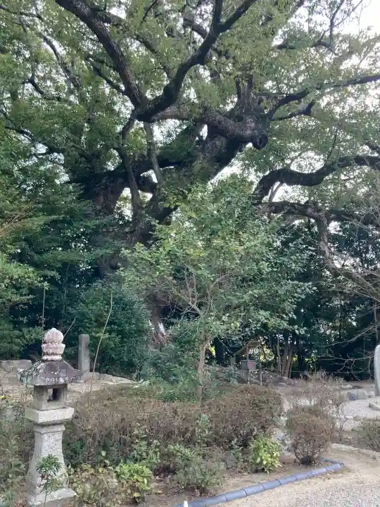 壺井八幡宮の{uncategorized: "未分類", other: "その他", undefined: "問題あり", building: "その他建物", grave: "お墓", sacred_gate: "鳥居", guardian: "狛犬", statue: "像", buddha: "仏像", history: "歴史", nature: "自然", garden: "庭園", animal: "動物", pagoda: "塔", temizu: "手水舎", mountain_gate: "山門・神門", sanctuary: "本殿・本堂", subordinate: "末社・摂社", art: "芸術", scenery: "景色", jizo: "地蔵", ema: "絵馬", goshuin: "御朱印", omikuji: "おみくじ", items: "授与品その他", amulet: "お守り", goshuincho: "御朱印帳", eats: "食事", festival: "お祭り", votive_dance: "神楽", shichigosan: "七五三参", wedding: "結婚式", experience: "体験その他", initially: "初詣", around: "周辺", anti_infection: "感染症対策"}