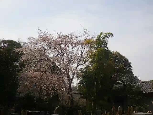 安國論寺(安国論寺)の自然
