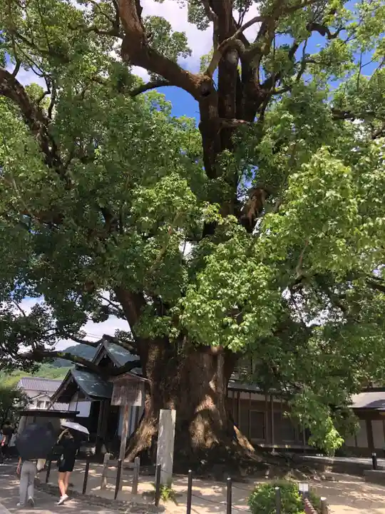 太宰府天満宮の自然