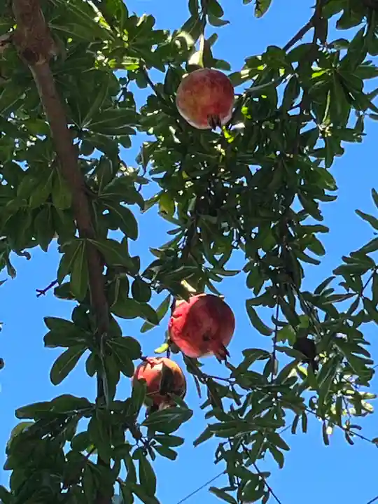 妙光寺(滋賀県)