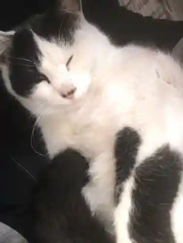 賀茂別雷神社の動物