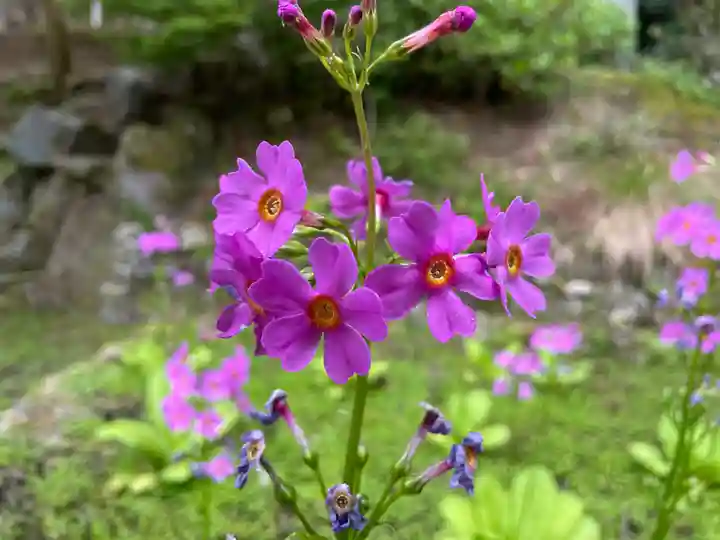 大原寺勝林院の自然