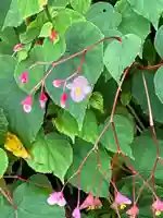 高麗神社の自然