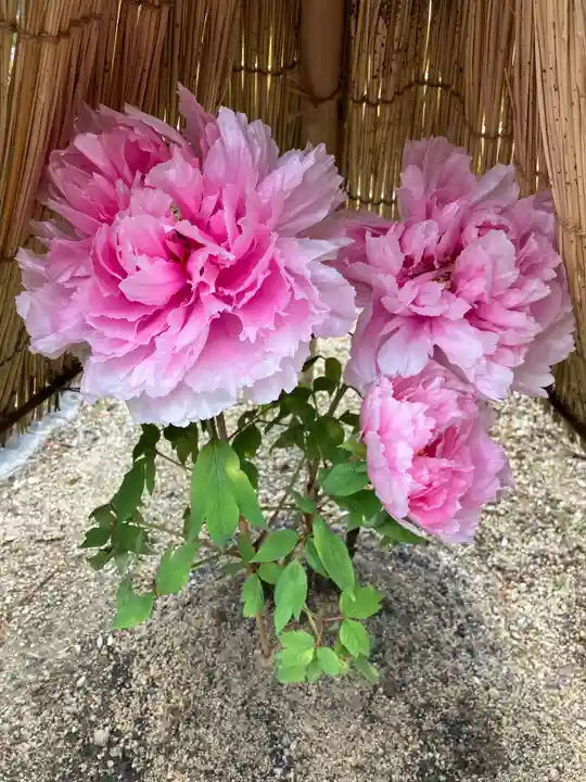 當麻寺 奥院(奈良県)