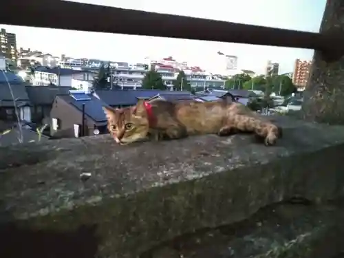 阿智神社の動物