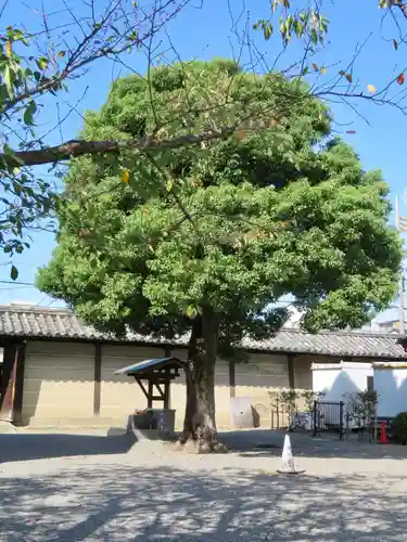 東寺（教王護国寺）の自然