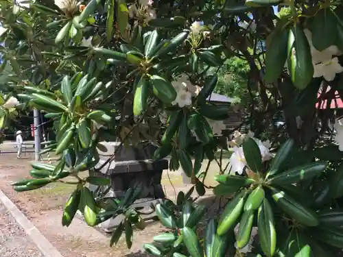 砂川神社の自然