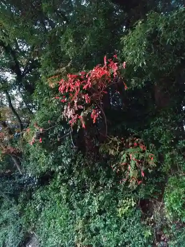 河内阿蘇神社(熊本県)