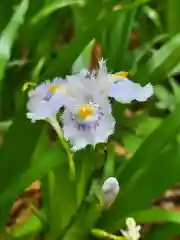 柳谷観音　楊谷寺の自然