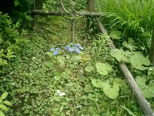 安國論寺（安国論寺）の自然