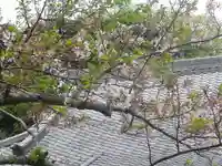 浄光明寺の自然